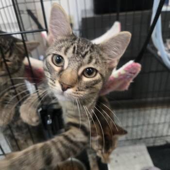 Rescue Domestic Short Hair Cats for Adoption in Reeseville, Wisconsin - Mulberry | PetCurious