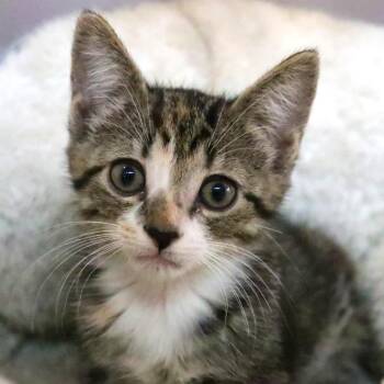 Aurora -  Domestic Short Hair and Manx Cat Available for Adoption in Sarasota, Florida - Aurora | PetCurious