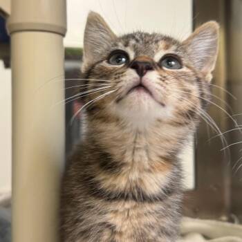 Skidamarinky -  Domestic Short Hair Cat for Adoption in York, Pennsylvania - Skidamarinky | PetCurious