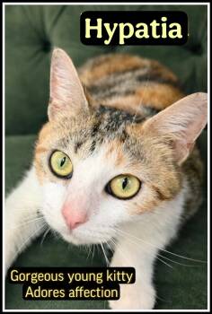 Hypatia (FCID# 03/13/2026-105 Willow Grove, PA) -  Calico Cat for Adoption in Greenville, Delaware - Hypatia (FCID# 03/13/2026-105 Willow Grove, PA) | PetCurious