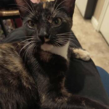 Rescue Domestic Short Hair Cats for Adoption in Eagle Mountain, Utah - Ember (formerly Mercury) Armbrust | PetCurious
