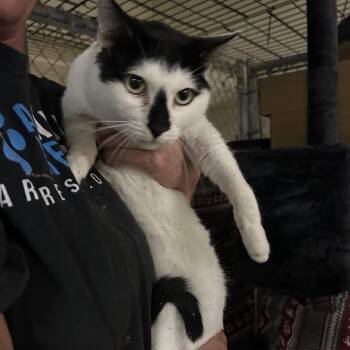 Domestic Short Hair Cats Available for Adoption - New Hampshire | PetCurious