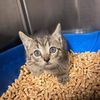 Acorn -  Domestic Short Hair Cat for Adoption in New York, New York - Acorn | PetCurious