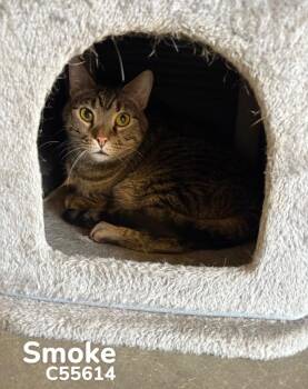 Smoke -  Domestic Short Hair Cat for Adoption in Clarksville, Tennessee - Smoke | PetCurious
