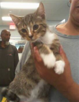 Domestic Short Hair Cats Available for Adoption in Charlotte, North Carolina - BUMBLE | PetCurious