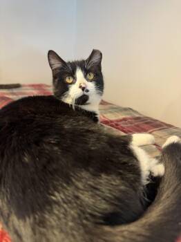 Rescue Domestic Short Hair Cats for Adoption in Hull, Massachusetts - Onyx | PetCurious