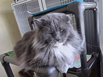 Domestic Long Hair Cats Available for Adoption in Mauston, Wisconsin - McCoy | PetCurious