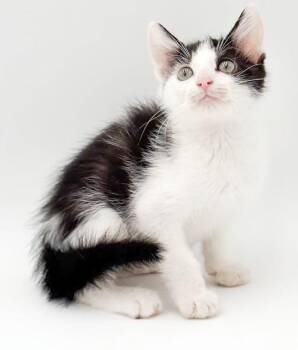 Pablo will fill your heart with love and snuggles -  Turkish Van and Ragdoll Cat for Adoption in Bedford Hills, New York - Pablo Will Fill Your Heart With Love And Snuggles | PetCurious