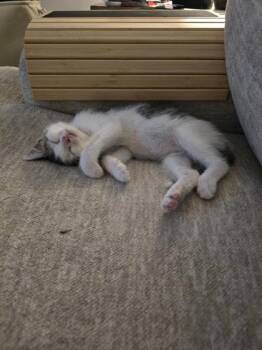 Miranda Priestly -  Domestic Short Hair Cat for Adoption in Hobart, Indiana - Miranda Priestly | PetCurious