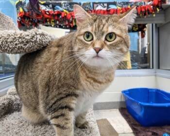 Rescue Domestic Medium Hair and Domestic Short Hair Cats for Adoption in Virginia Beach, Virginia - Ziggy | PetCurious