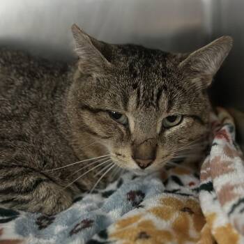 Boots -  Domestic Short Hair Cat for Adoption in Matteson, Illinois - Boots | PetCurious