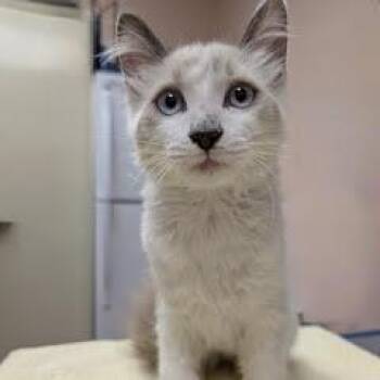 Chidi -  Siamese Cat for Adoption in Green Valley, Arizona - Chidi | PetCurious