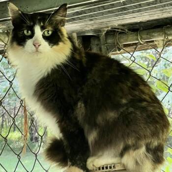 Domestic Long Hair Cats Available for Adoption - Everly | PetCurious
