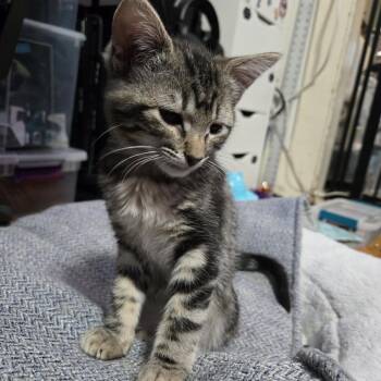 Kiwi McGuire -  Domestic Short Hair Cat for Adoption in Eagle Mountain, Utah - Kiwi McGuire | PetCurious