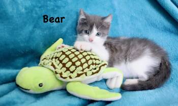 Bear -  Turkish Van Cat for Adoption in St. Augustine, Florida - Bear | PetCurious