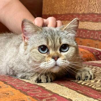 KASYA -  Scottish Fold Cat for Adoption in New York, New York - KASYA | PetCurious