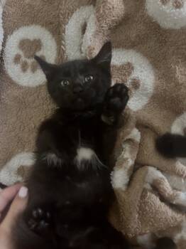 Rescue Domestic Short Hair Cats for Adoption in Paulina, Louisiana - Spike | PetCurious