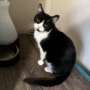 Rescue Domestic Short Hair and British Shorthair Cats for Adoption in Fresno, California - Milkshake | PetCurious