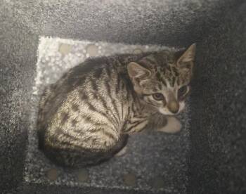 Vespa -  Domestic Short Hair Cat Available for Adoption - Vespa | PetCurious
