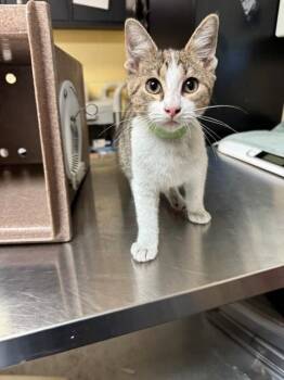 NOELLE -  Domestic Short Hair Cat for Adoption in Cookeville, Tennessee - NOELLE | PetCurious