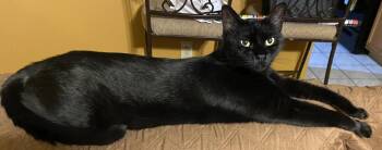 Franklin (Frankie) -  Bombay and Domestic Short Hair Cat for Adoption in Metairie, Louisiana - Franklin (Frankie) | PetCurious