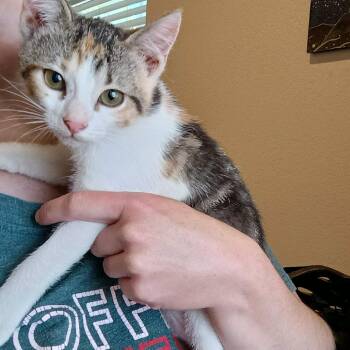 Lottie K46097 -  Domestic Short Hair Cat for Adoption in Corsicana, Texas - Lottie K46097 | PetCurious