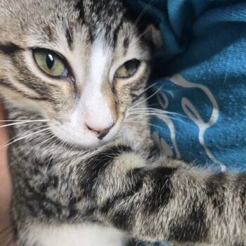 Casanova INDOOR ONLY -  Domestic Short Hair Cat for Adoption in Stockton, California - Casanova INDOOR ONLY | PetCurious
