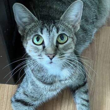 Rescue Domestic Short Hair Cats for Adoption in Jupiter, Florida - Stevie Nicks | PetCurious
