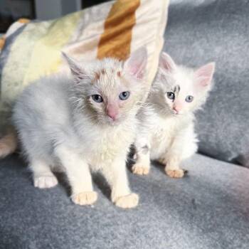 Ducky and Chickadee -  Domestic Long Hair Cat Available for Adoption in Leetonia, Ohio - Ducky And Chickadee | PetCurious