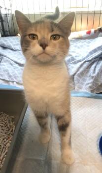 Rescue Domestic Short Hair Cats for Adoption in Cincinnati, Ohio - Magnolia | PetCurious