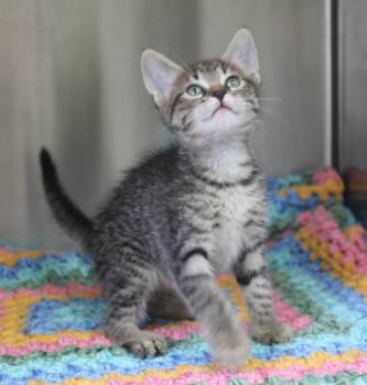 Domestic Short Hair and Tabby Cats Available for Adoption in Prattville, Alabama - Marvin - 43474 | PetCurious