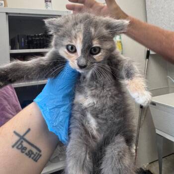 Domestic Short Hair Cats Available for Adoption in Columbiana, Alabama - Chili Cheese Fries | PetCurious