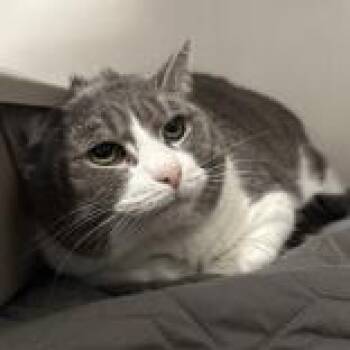Sus -  Domestic Short Hair Cat for Adoption in Hilliard, Ohio - Sus | PetCurious