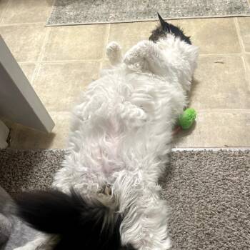 Domestic Short Hair Cats Available for Adoption - Pepperoncini | PetCurious