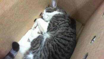 CLAM CHOWDER -  Domestic Short Hair Cat for Adoption in Charlotte, North Carolina - CLAM CHOWDER | PetCurious