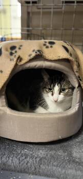 Domestic Short Hair Cats Available for Adoption - Squirtle | PetCurious