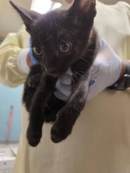 VOID -  Domestic Short Hair Cat for Adoption in Kent, Washington - VOID | PetCurious