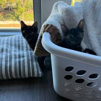 Rescue American Shorthair Cats for Adoption in Evanston, Illinois - Glitz And Glam | PetCurious