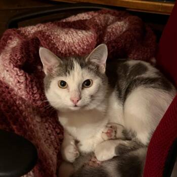 Parmesan -  Domestic Short Hair Cat for Adoption in Pittsburgh, Pennsylvania - Parmesan | PetCurious