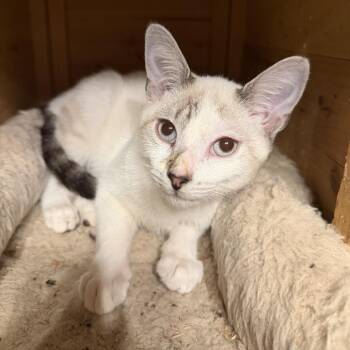 Casper -  American Shorthair Cat for Adoption in Helena, Alabama - Casper | PetCurious