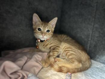 Gus -  Domestic Short Hair Cat for Adoption in Sunrise, Florida - Gus | PetCurious
