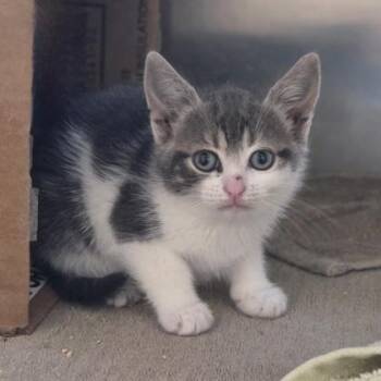 Ursula -  Domestic Short Hair Cat for Adoption in Westland, Michigan - Ursula | PetCurious