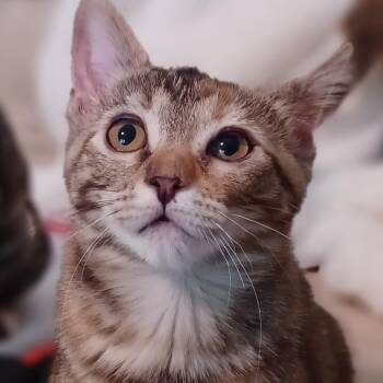 Irene -  Domestic Short Hair Cat for Adoption in Bulverde, Texas - Irene | PetCurious