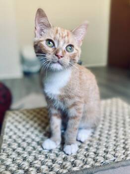 Rescue Domestic Short Hair Cats for Adoption in Youngsville, North Carolina - Orzo25 | PetCurious