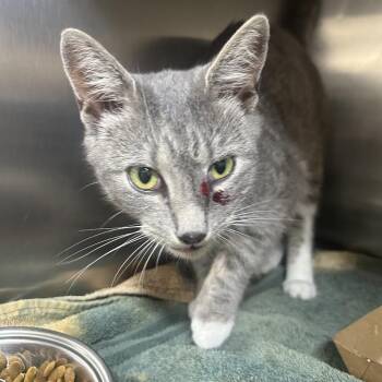 ChaCha 26-0376 -  Domestic Short Hair Cat for Adoption in Yanceyville, North Carolina - ChaCha 26-0376 | PetCurious