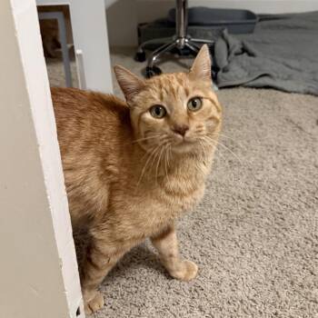 Vera -  Domestic Short Hair Cat for Adoption in Spokane, Washington - Vera | PetCurious