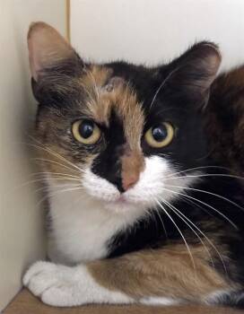 SCHOOL MAMA -  Domestic Short Hair Cat for Adoption in Dedham, Massachusetts - SCHOOL MAMA | PetCurious