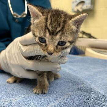 Domestic Short Hair Cats Available for Adoption - Hashbrowns | PetCurious