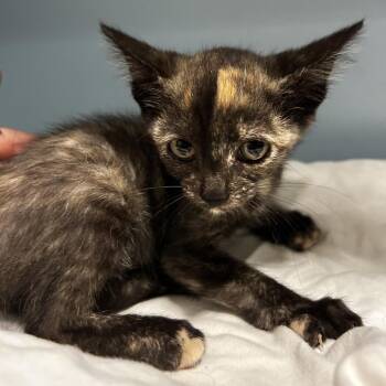 Crab Rangoon -  Domestic Short Hair Cat for Adoption in Chattanooga, Tennessee - Crab Rangoon | PetCurious