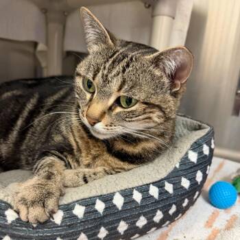 Domestic Short Hair Cats Available for Adoption in Enfield, New Hampshire - Cleo | PetCurious